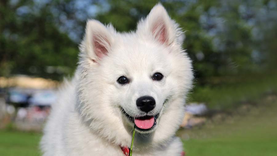 American Eskimo Dog (Face, Muzzle)