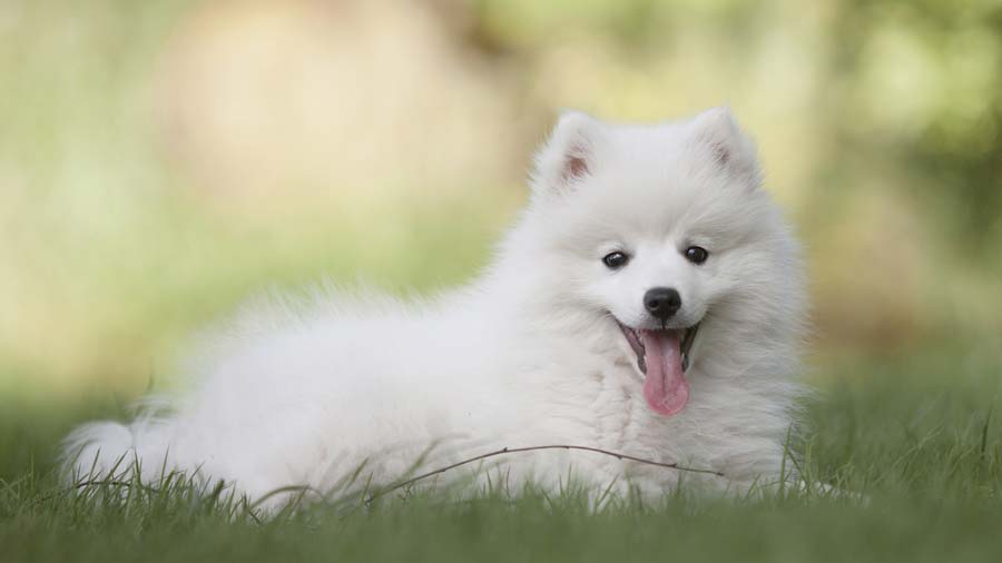American Eskimo Dog Puppy (Face, Lying)