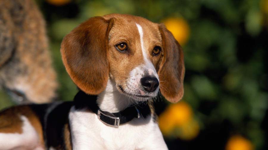 can english foxhounds be guard dogs