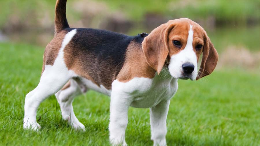 American Foxhound Puppy (Black White & Tan, Standing)