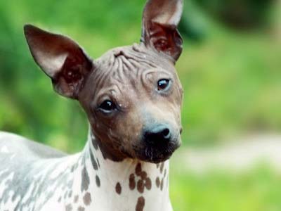 American Hairless Terrier