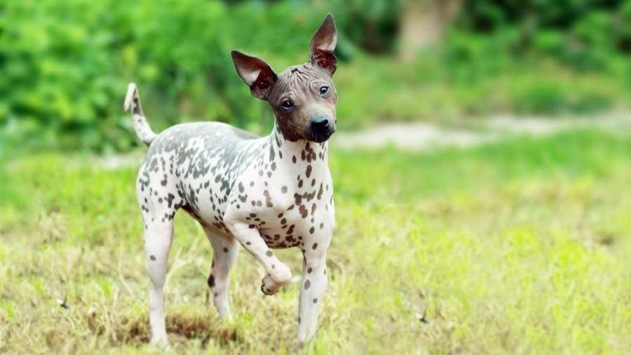 American Hairless Terrier (Standing, Face)