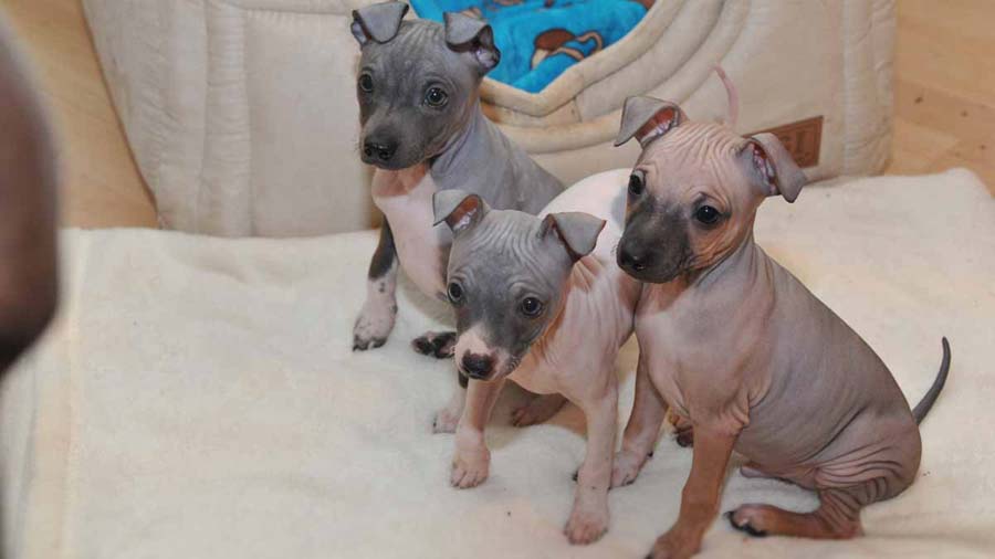 American Hairless Terrier Puppy (Puppies, Sitting)