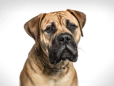 American Mastiff