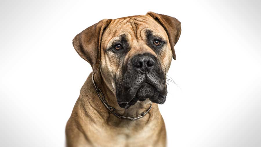 American Mastiff (Fawn, Head)