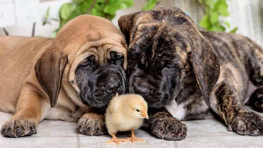 American Mastiff Puppy (Brindle & Fawn, Face)