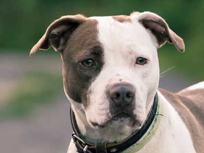 American Pit Bull Terrier