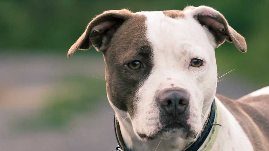 American Pit Bull Terrier (Muzzle, Face)
