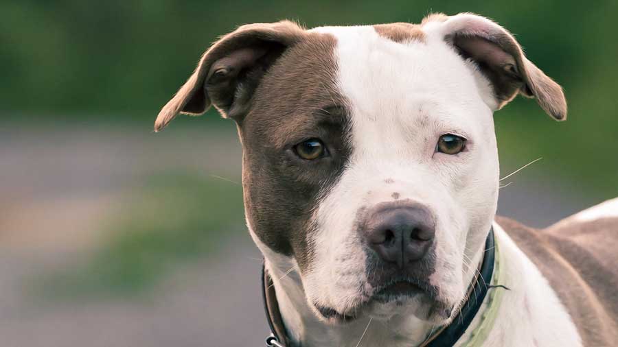 is pedigree good for pitbulls