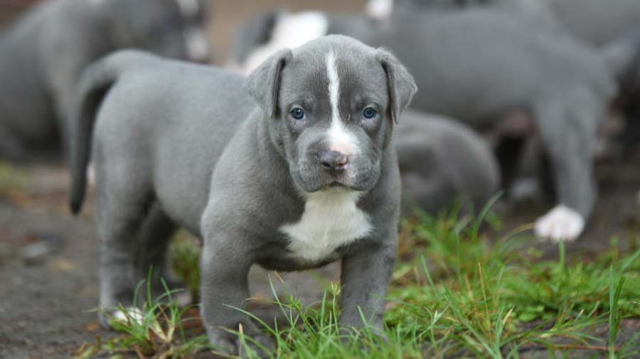 American Pit Bull Terrier Puppy (Blue, Standing)
