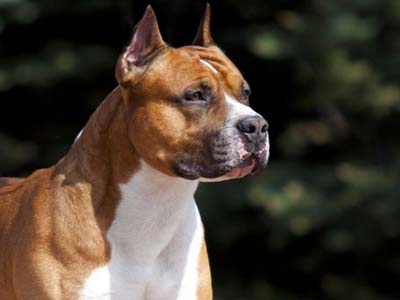 can a american staffordshire terrier live in malta