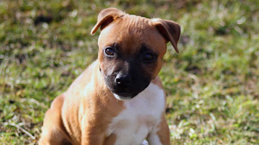 American Staffordshire Terrier Puppy (Face, Brown & White)