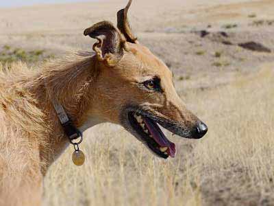 American Staghound