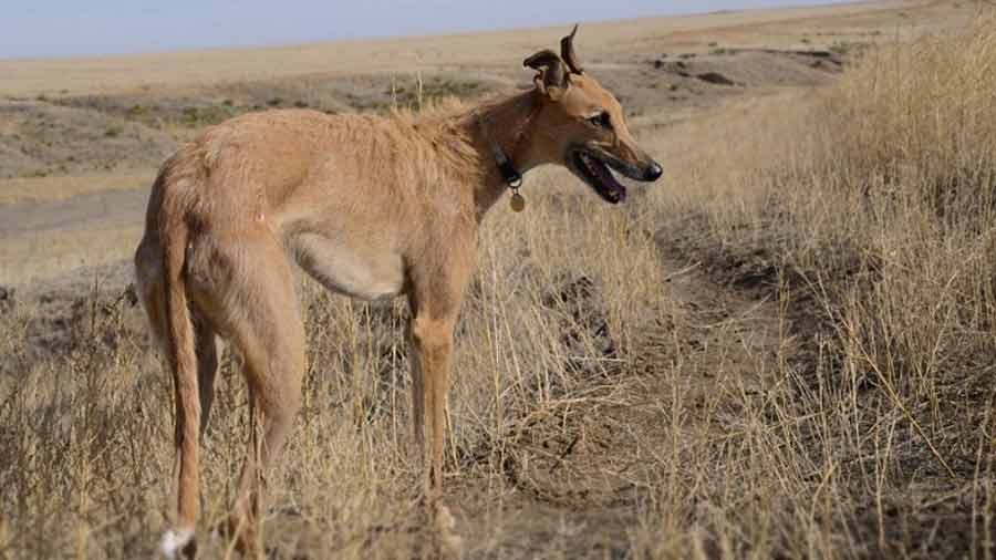 American Staghound (Standing, Side View)