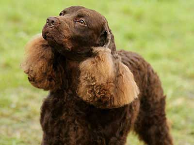 American Water Spaniel