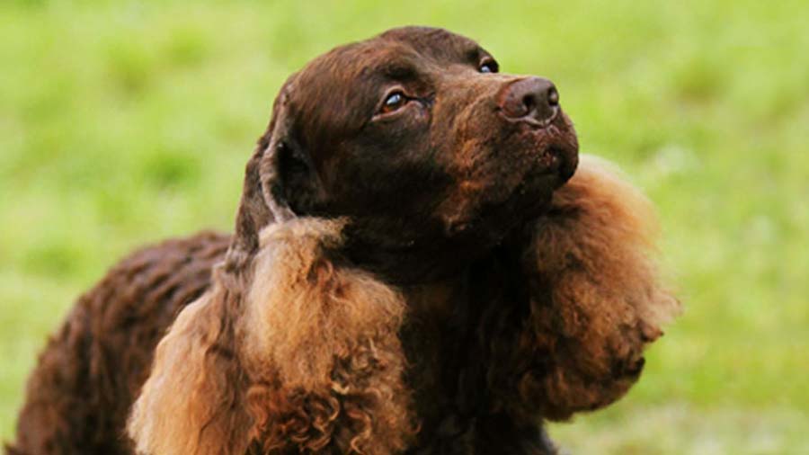 American Water Spaniel (Chocolate, Muzzle)