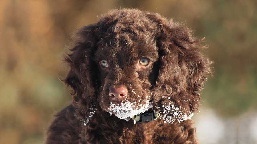 American Water Spaniel Puppy (Chocolate, Face)