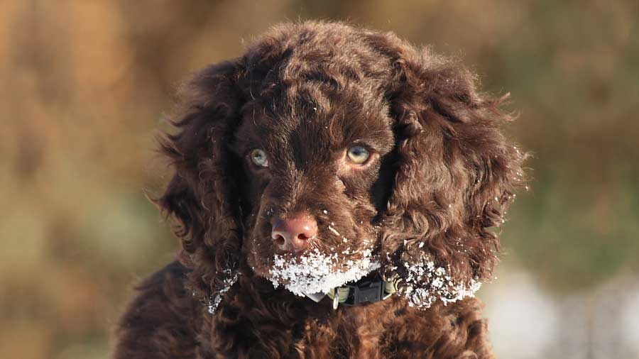 American Water Spaniel Price Temperament Life span