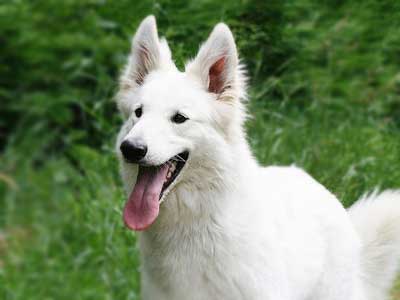 American White Shepherd