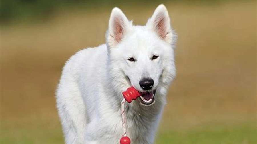 American White Shepherd (Face, Muzzle)