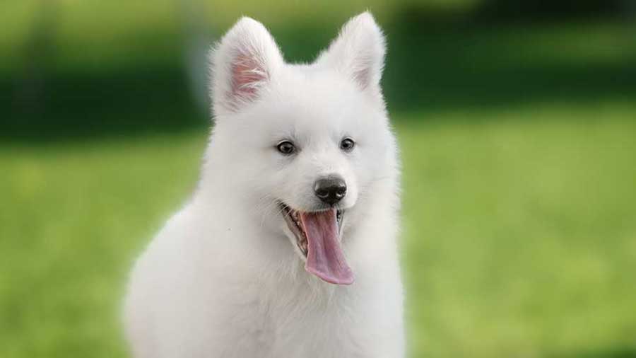 American White Shepherd Puppy (Face, Muzzle)
