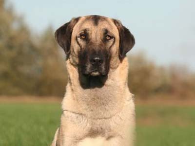 Anatolian Shepherd Dog