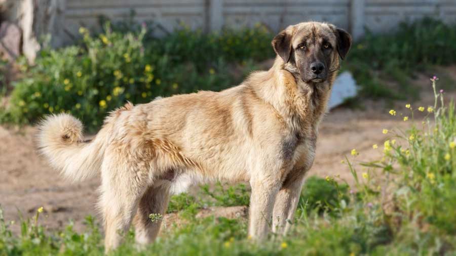 Anatolian Shepherd Dog (Standing, Side View)