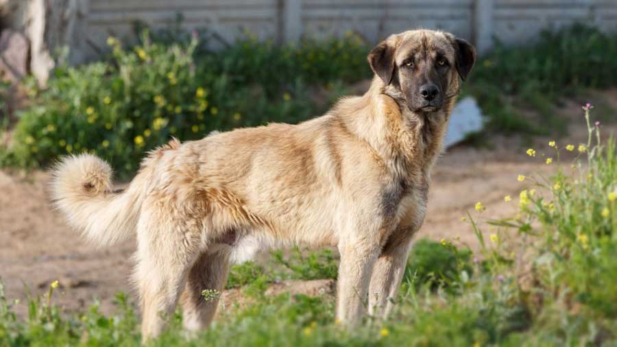 anatolian shepherd is this giant breed a good family pet