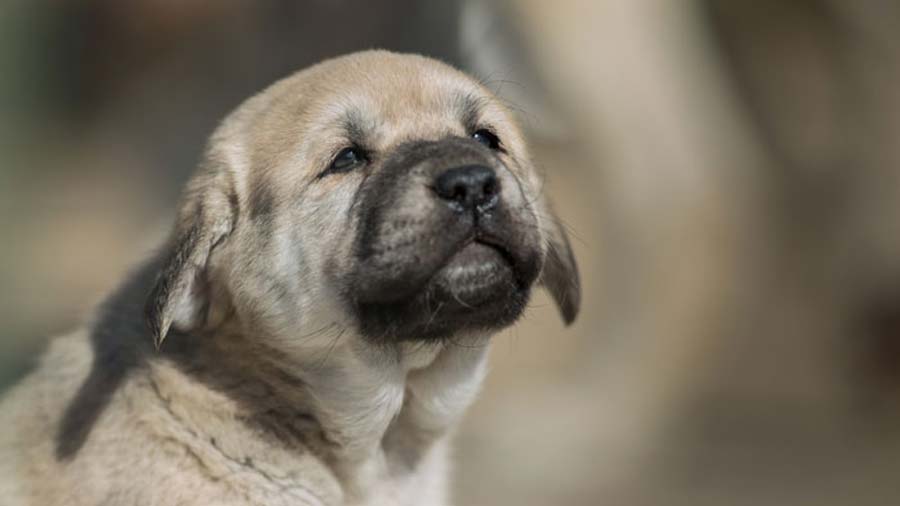 Anatolian Shepherd Dog Puppy (Face, Muzzle)