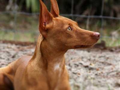 what is the breed of andalusian hound