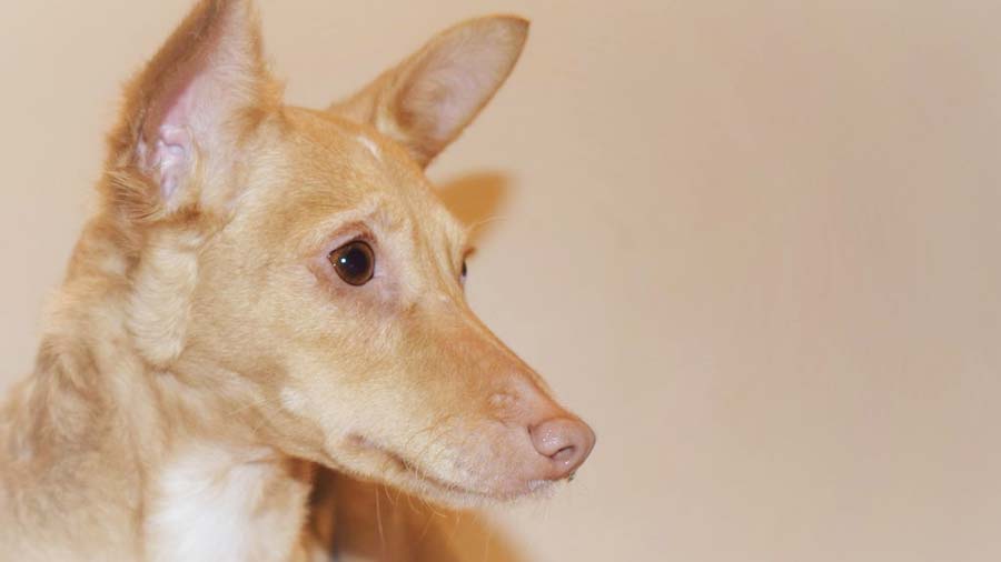 Andalusian Hound (Head, Muzzle)