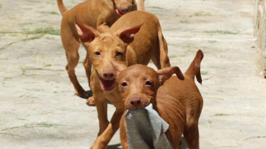 Andalusian Hound Puppy (Puppies, Face)