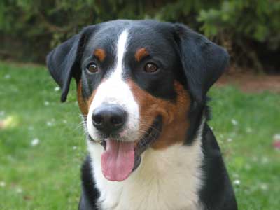 Appenzeller Sennenhund