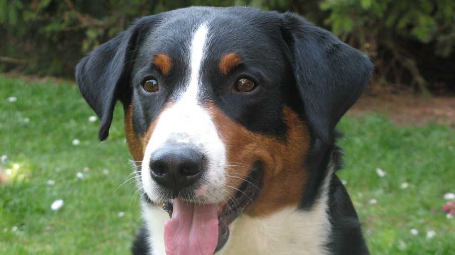 Appenzeller Sennenhund (Black Tricolor, Face)