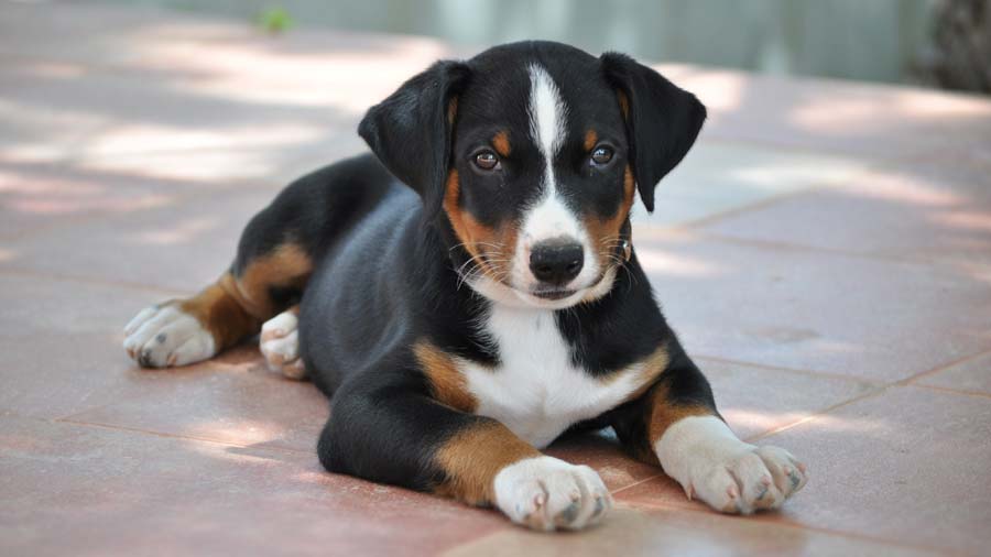 Appenzeller Sennenhund Puppy (Black Tricolor, Lying)