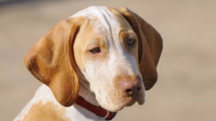 Ariege Pointer (Face, Muzzle)