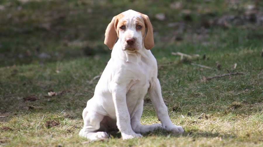 Ariege Pointer Puppy (Face, Sitting)