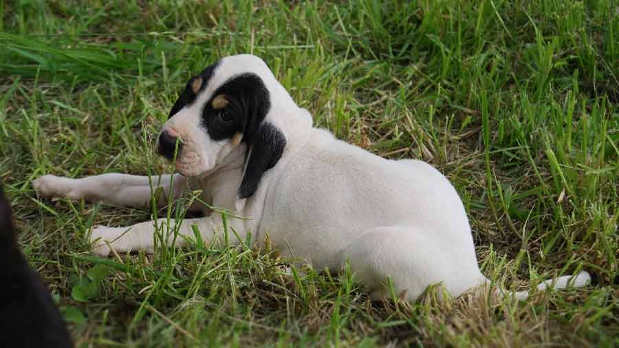 Ariegeois Puppy (Lying, Side View)