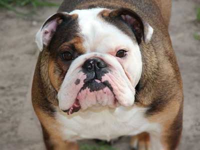 Australian Bulldog