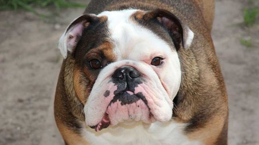 Australian Bulldog (Face, Muzzle)