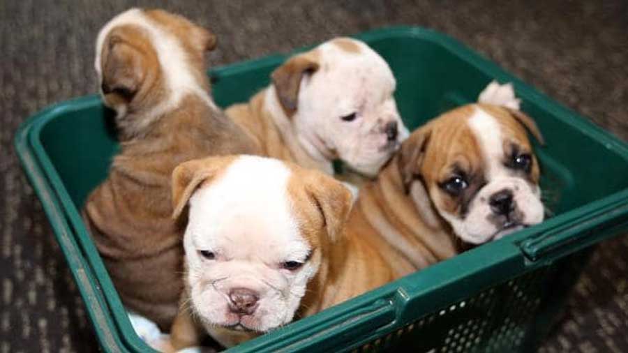 Australian Bulldog Puppy (Puppies, Muzzle)