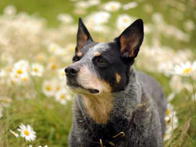 blue dog breeds