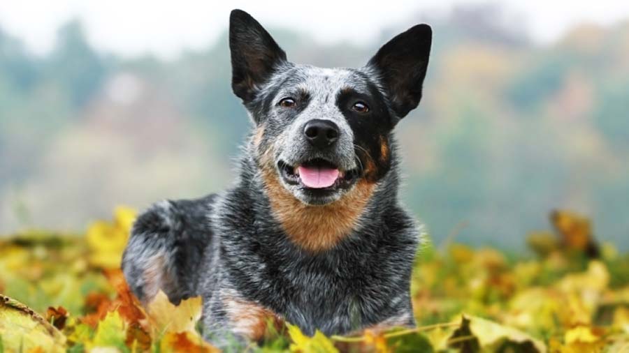 Australian Cattle Dog (Lying, Face)