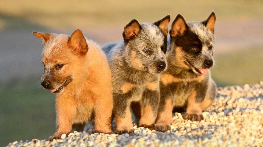 Australian Cattle Dog Puppy (Puppies, Standing)