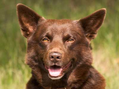 Australian Kelpie