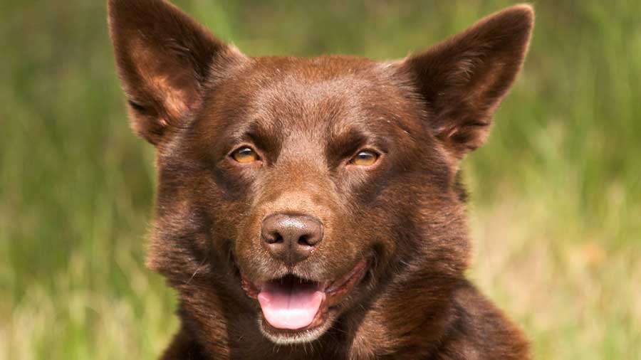 Australian Kelpie (Brown, Face)