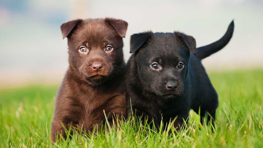 Australian Kelpie Puppy (Brown & Black, Face)