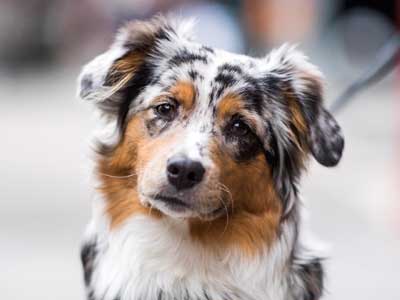 værst magasin Foster Miniature American Shepherd - Price, Temperament, Life span