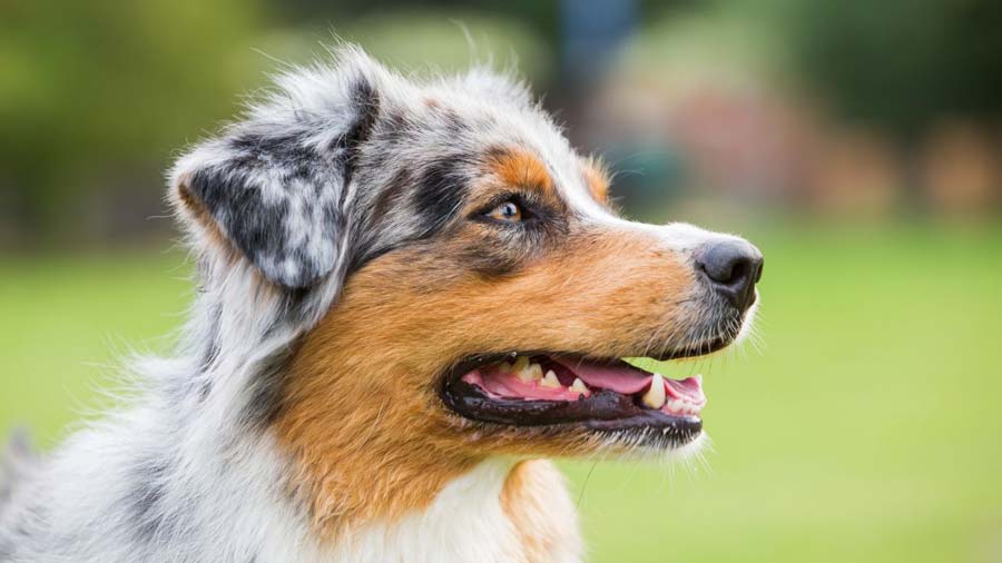 The Australian Shepherd Price Tag: How Much Does an Aussie Cost?