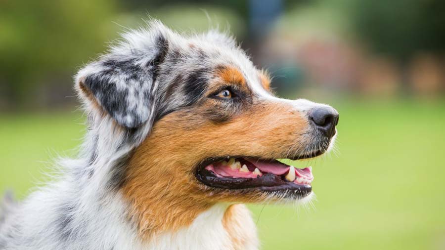 Australian Shepherd (Side View, Head)